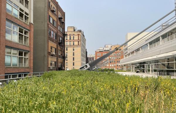 the rooftop garden of a large building with a winding path. the adjacent buildings are visible and taller than this building.