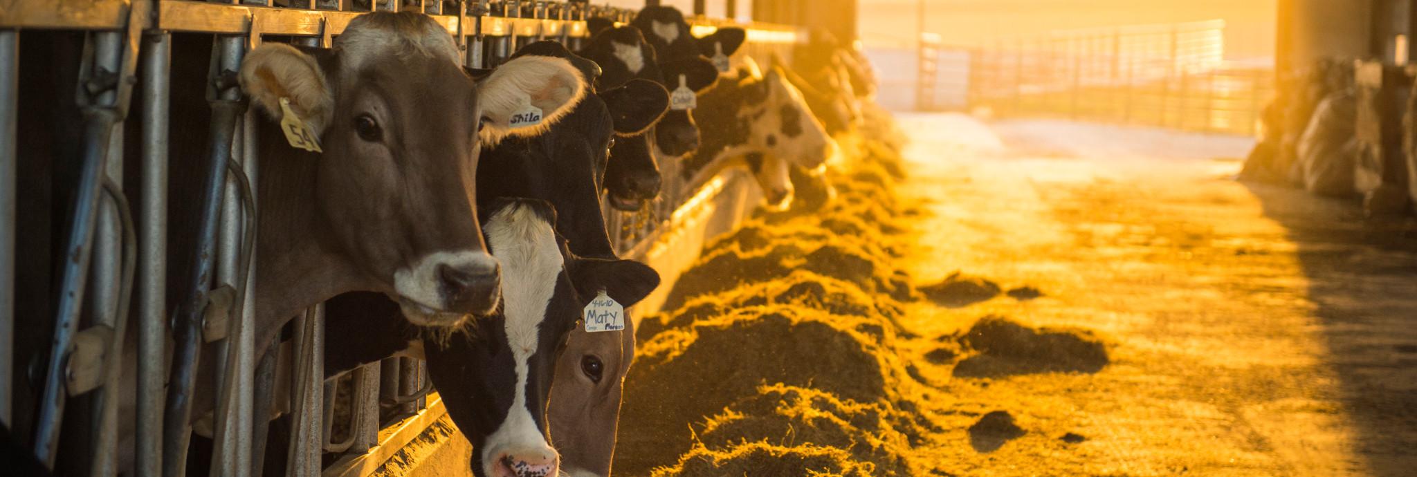 Cows in a barn with their heads through feeders looking at the camera with sunshine coming in from outside the aisle