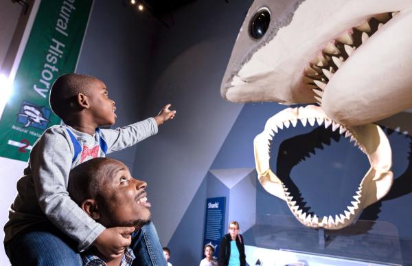 A boy is on his fathers shoulders and pointing to a recreation of a shark